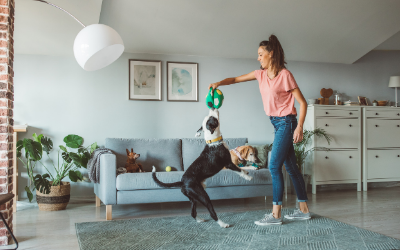 image for It’s Pet Sitters Week!